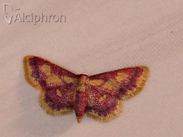 Idaea muricata