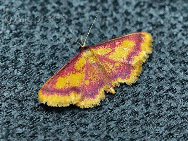 Idaea muricata
