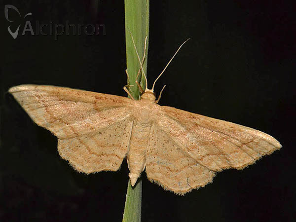 Idaea rufaria