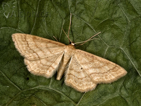 Idaea rufaria