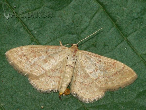 Idaea rufaria