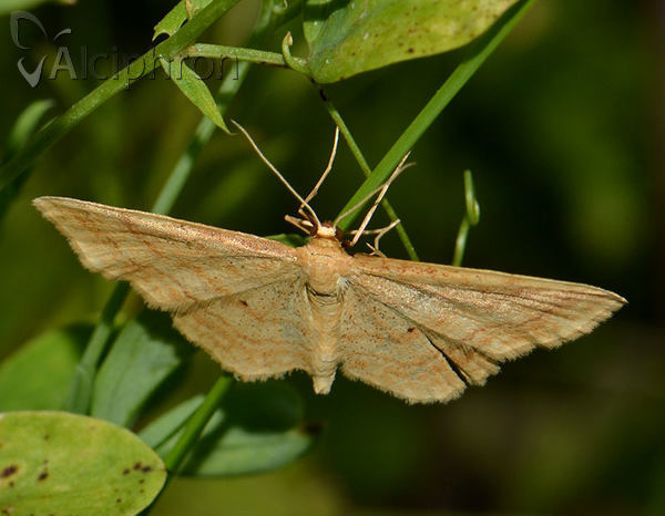 Idaea rufaria
