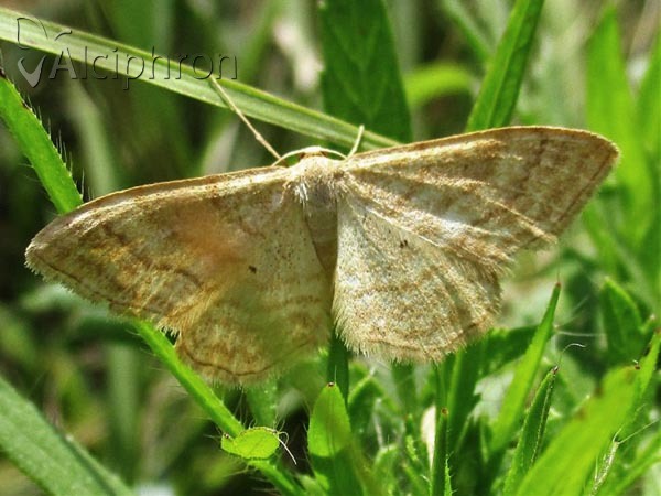 Idaea rufaria