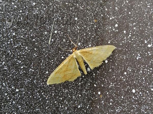 Idaea rufaria