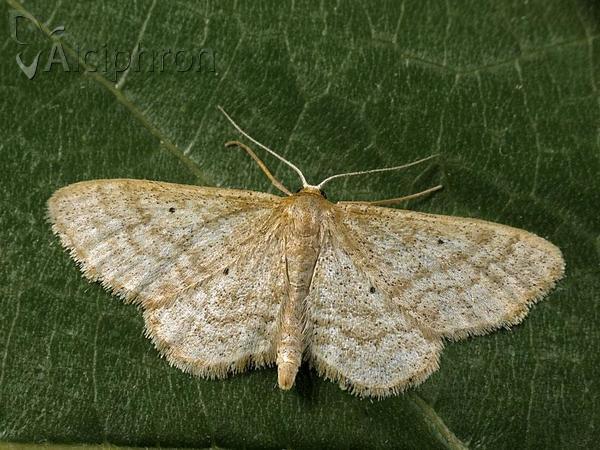 Idaea consanguinaria