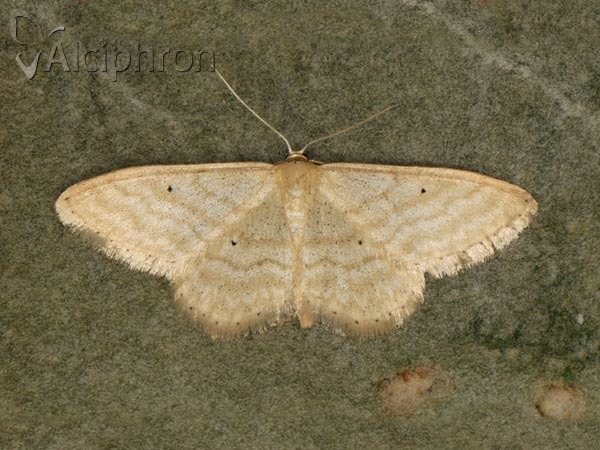 Idaea consanguinaria