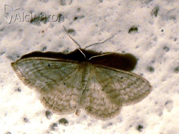 Idaea macilentaria