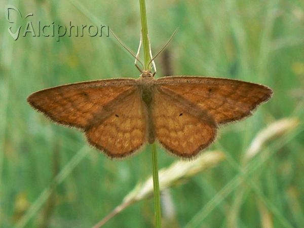 Idaea ochrata