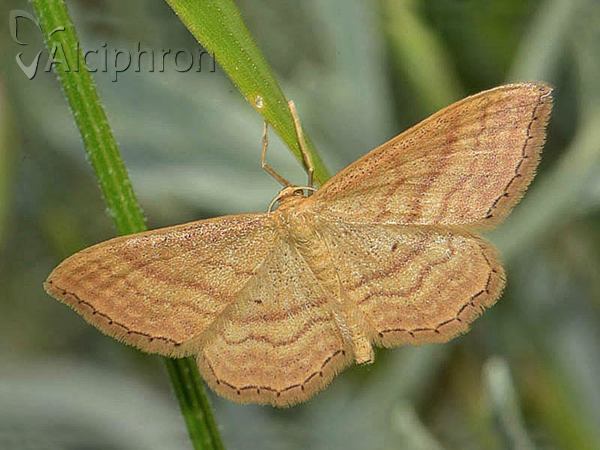 Idaea ochrata