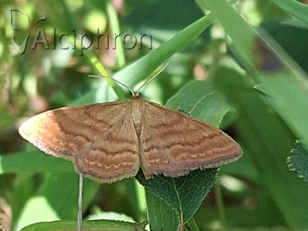 Idaea ochrata