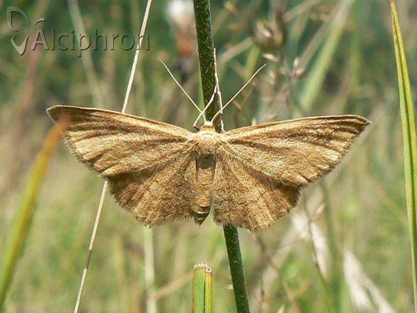 Idaea ochrata