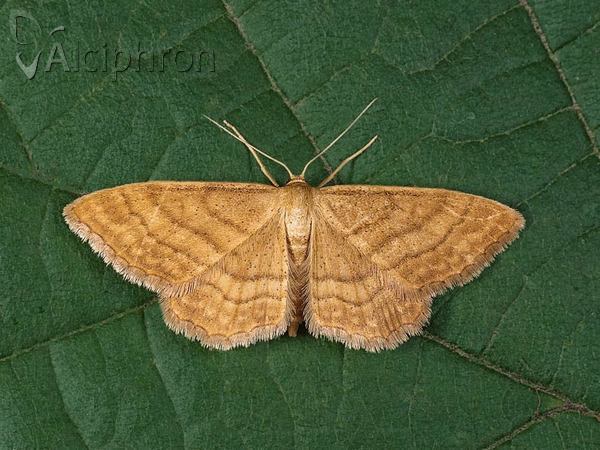 Idaea ochrata