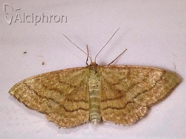 Idaea ochrata
