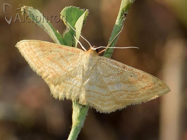 Idaea ochrata