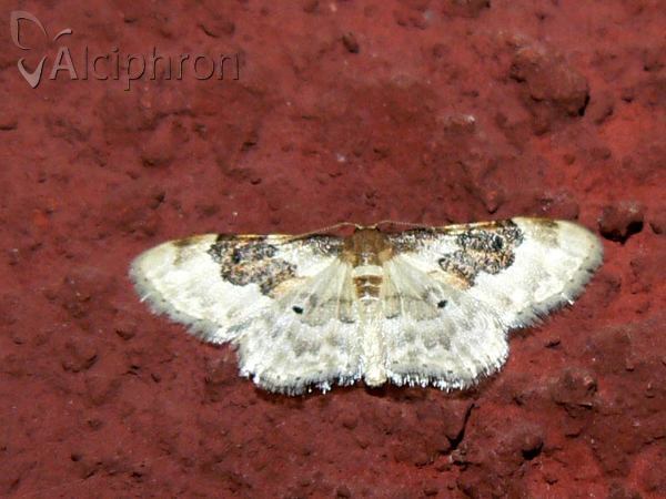 Idaea rusticata