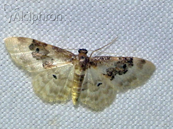 Idaea rusticata