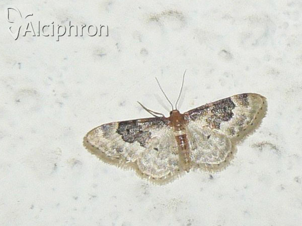 Idaea rusticata