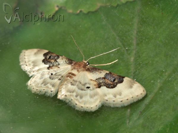 Idaea rusticata