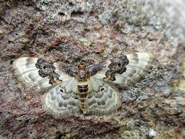 Idaea rusticata