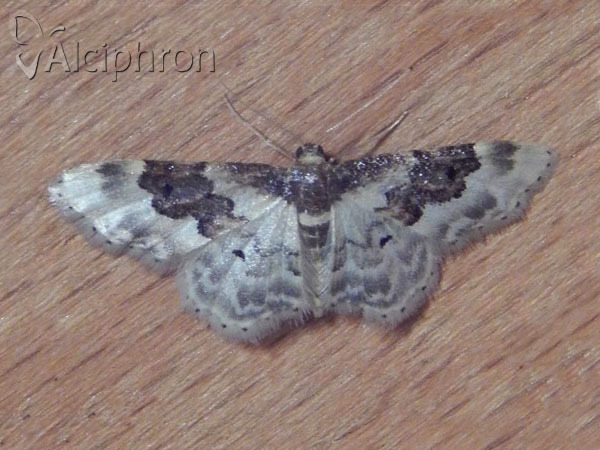 Idaea rusticata