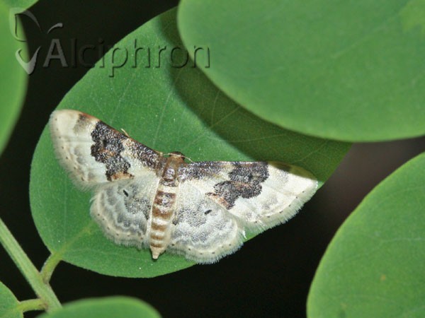 Idaea rusticata