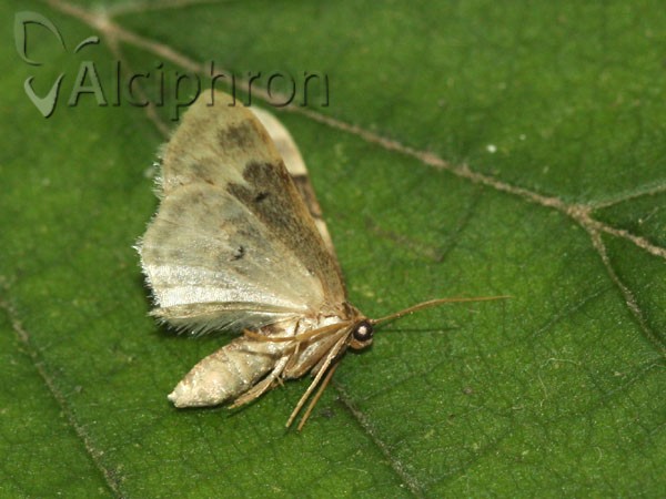 Idaea rusticata