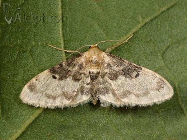 Idaea filicata