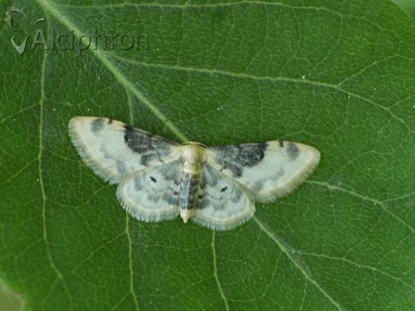 Idaea filicata