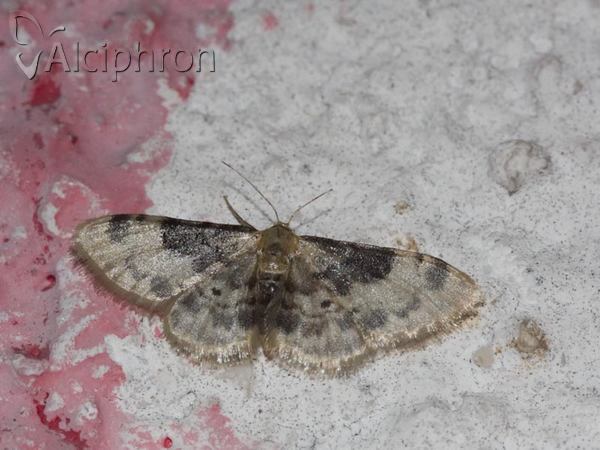 Idaea filicata