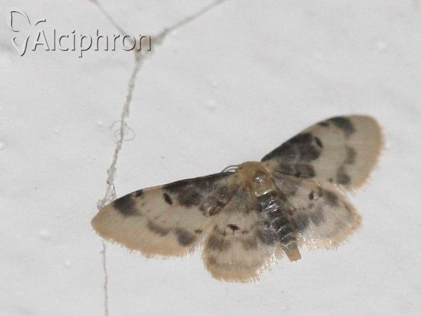 Idaea filicata