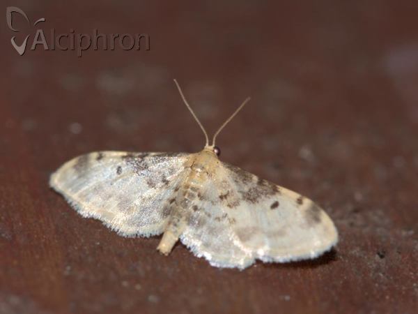 Idaea filicata