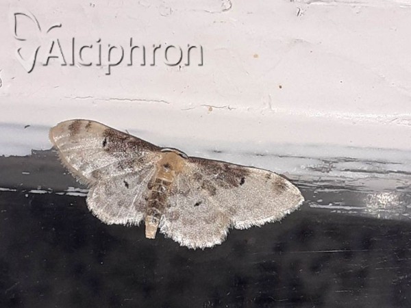 Idaea filicata