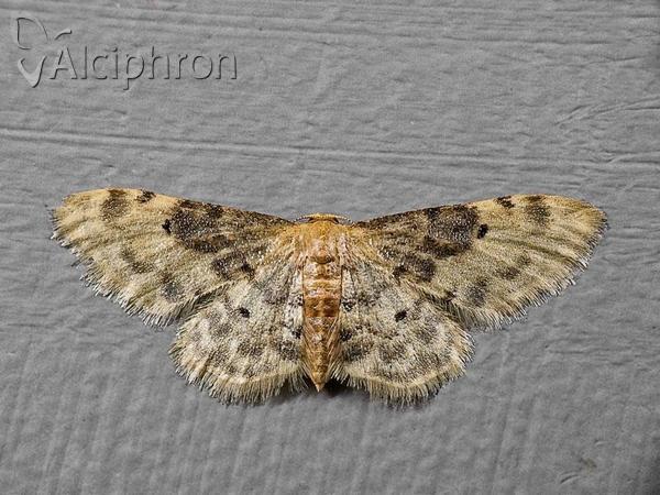 Idaea filicata