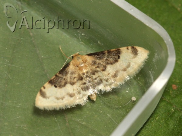 Idaea filicata