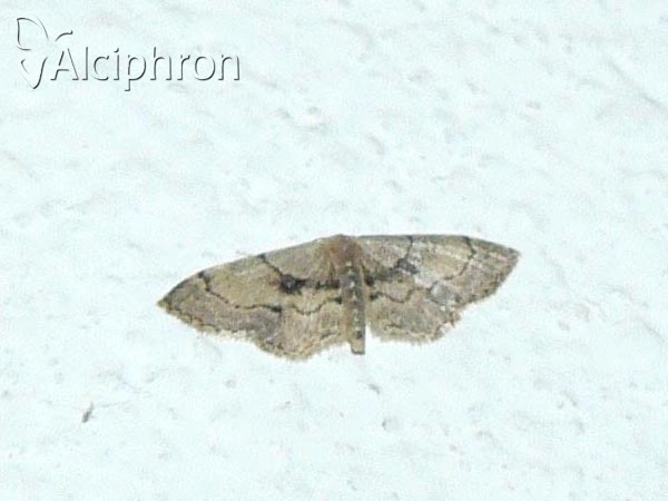 Idaea laevigata