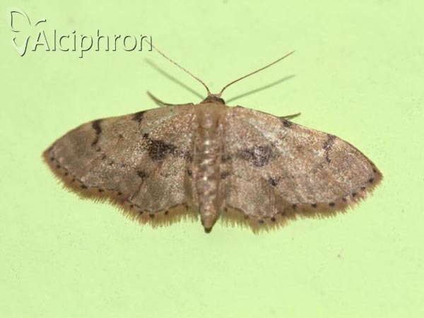 Idaea laevigata