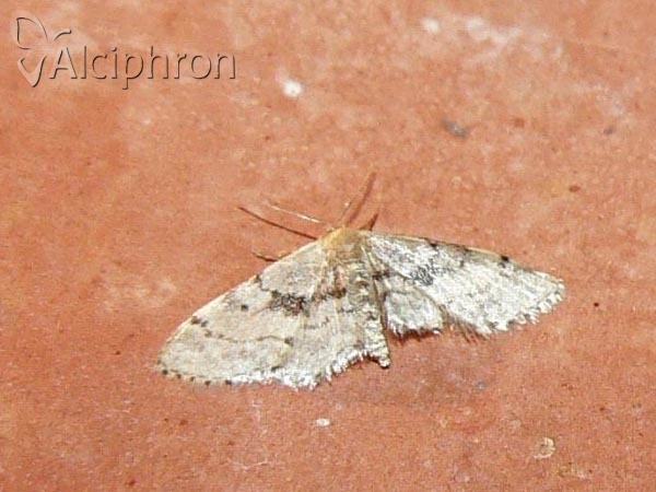 Idaea laevigata