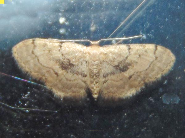 Idaea laevigata