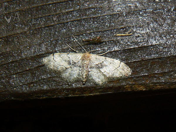 Idaea laevigata