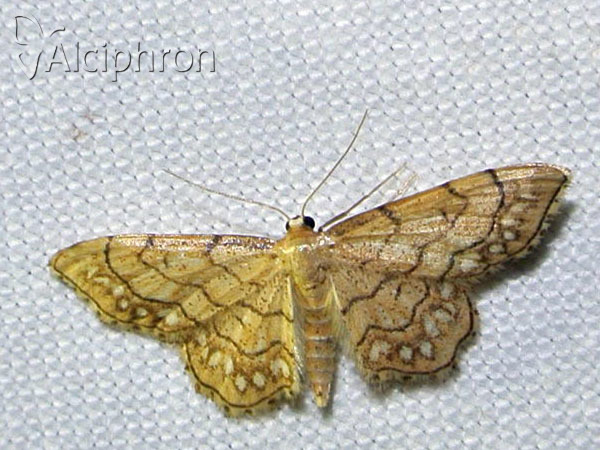Idaea moniliata