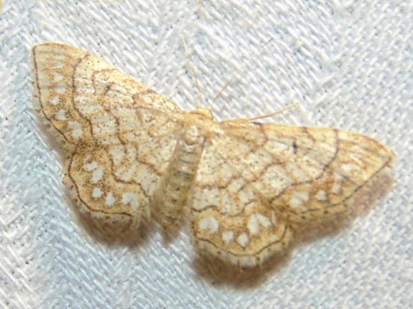 Idaea moniliata
