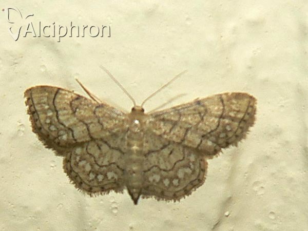 Idaea moniliata