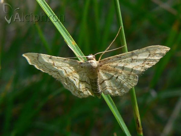 Idaea moniliata