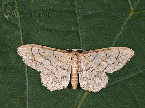 Idaea moniliata