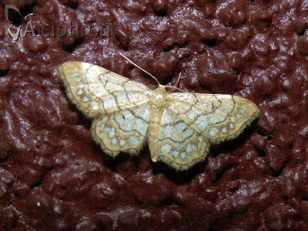 Idaea moniliata