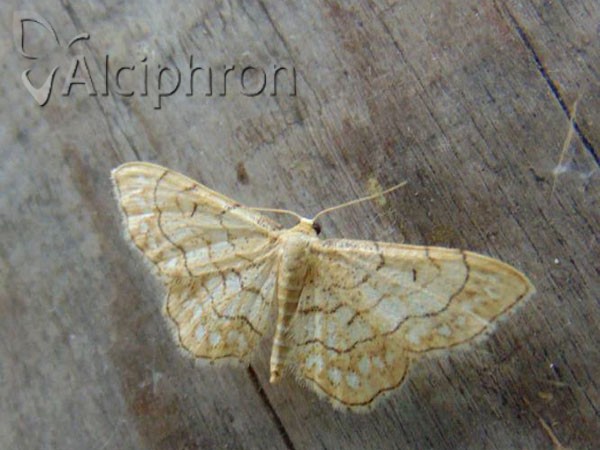 Idaea moniliata