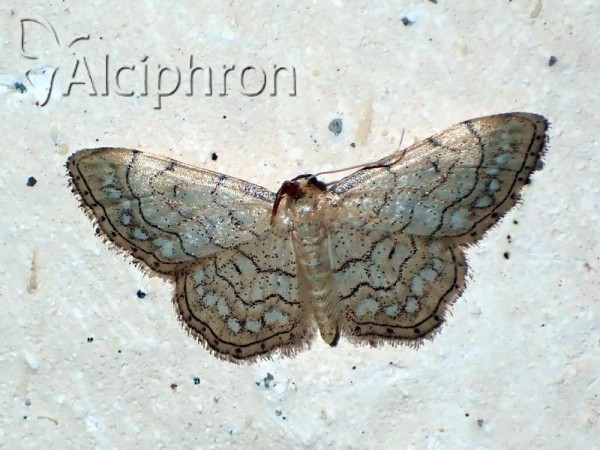 Idaea moniliata