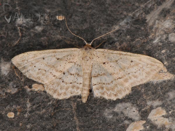 Idaea elongaria