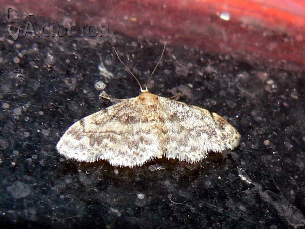 Idaea inquinata