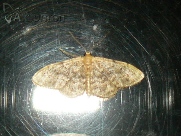 Idaea inquinata